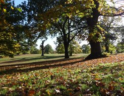 Greenwich Park in Autumn Wallpaper