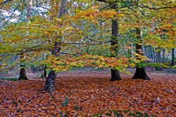 Autumn Fall. Wallpaper