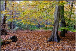 Beacon Woodland. Wallpaper