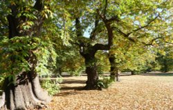 Greenwich Park in Autumn Wallpaper