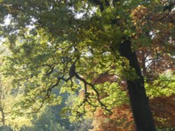 Greenwich Park in Autumn Wallpaper