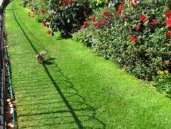 Great sunny day at  St James's Park  London Wallpaper