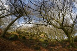 Wooded Glade on The Roaches near Upper Hulme, Staffordshire Wallpaper