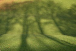 Tree Shadows, Brough Park, Leek, Staffordshire Wallpaper