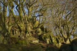 Wooded Hillside, The Roaches, near Upper Hulme, staffordshire Wallpaper