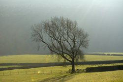 Lone Tree at Burntcliff Top, Cheshire in the Peak District Wallpaper
