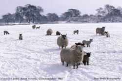 Ewes & Lambs in Snow, Acton Turville, Gloucestershire 1987 Wallpaper