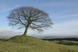 Lone Tree above Butterton, Staffordshire
