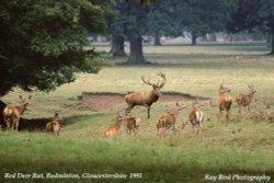 Red Deer, Badminton Park, Gloucestershire 1991 Wallpaper