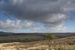 Lone Tree at Burntcliff Top at the end of The Roaches, Staffordshire Wallpaper