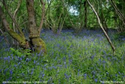 Alderton Grove, Alderton, Wiltshire 2015 Wallpaper