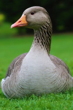 Goose
