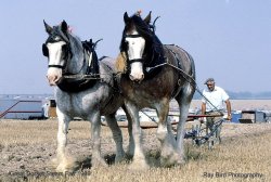 Great Dorset Steam Fair, Tarrant Hinton, Dorset 1989 Wallpaper
