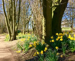 Daffodils at Hardwick Country Park, Sedgefield Wallpaper