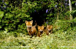 Fox-Cubs, nr Alderton, Wiltshire 1994 Wallpaper