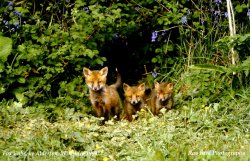 Fox-Cubs, nr Alderton, Wiltshire 1994