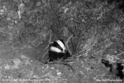 Badger emerging from Sett, nr Alderton, Wiltshire 1994 Wallpaper
