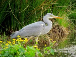 heron, new pond king's collage playing feilds Wallpaper
