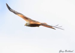 Harewood in Yorkshire - Red Kite Wallpaper