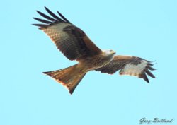 Red Kite in Harewood, Yorkshire Wallpaper