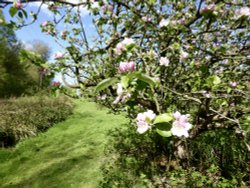 Apple Blossom Time , Southborough, Kent Wallpaper