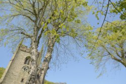 Trees in the Churchyard, Pott Shrigley, Cheshire Wallpaper