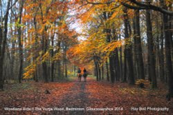 Woodland Ride, The Verge Wood, Badminton, Gloucestershire 2014 Wallpaper