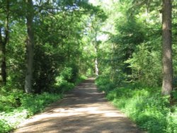 Milton Rigg wood, Brampton, Cumbria Wallpaper