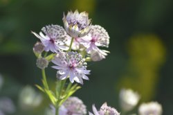Flowers in the Sun, Coombe Abbey Wallpaper