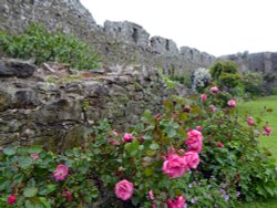 Castle Roses