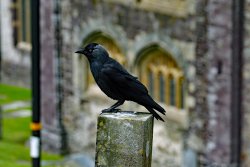 St David's Wallpaper