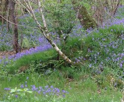 Bluebell woodland walk Wallpaper