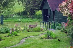 Shillingstone, Wildlife. Wallpaper