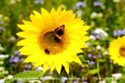 Butterfly & Bee on Sunflower, Chalkley Banks, nr Hawkesbury, Gloucestershire 2003 Wallpaper