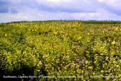 Sunflowers, Chalkley Banks, nr Hawkesbury, Gloucestershire 2003 Wallpaper