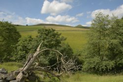 Fallen Tree near Wildboarclough, Peak District, Cheshire Wallpaper