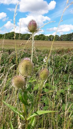 Teasels in Countryside Landscape, Rotherham