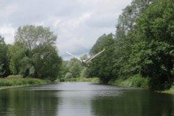 Flying Swan, River Stour, Sudbury Wallpaper
