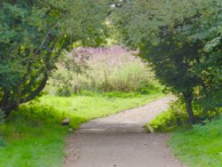 Brampton, Talkin Tarn walk Wallpaper