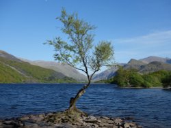 Llyn Padarn tree Wallpaper