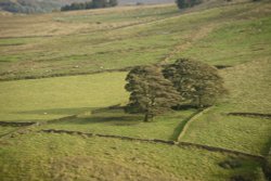 Trees with Shadows near Gradbach, Staffordshire Moorlands Wallpaper
