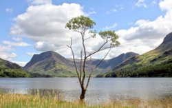 Lone Tree in Buttermere against the Background of Fleetwith Pike and Haystacks Wallpaper