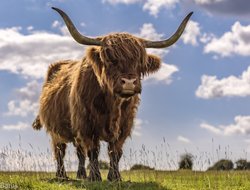 Minchinhampton Common Wallpaper