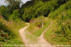 The Cotswold Way, Uley, Gloucestershire 2014 Wallpaper