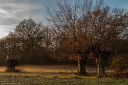 Autumn in Hatfield Forest Country Park Wallpaper