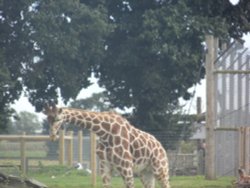 SOUTH YORKSHIRE WILDLIFE PARK Wallpaper