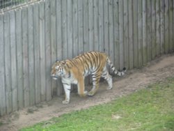 SOUTH YORKSHIRE WILDLIFE PARK Wallpaper