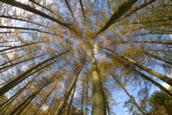 Deciduous Pines at Nabbs Quarry, Wildboarclough, Cheshire Wallpaper