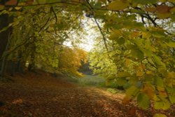 Beech Canopy at Winster, Derbyshire Wallpaper