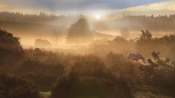 New Forest Dawn near Burley Wallpaper